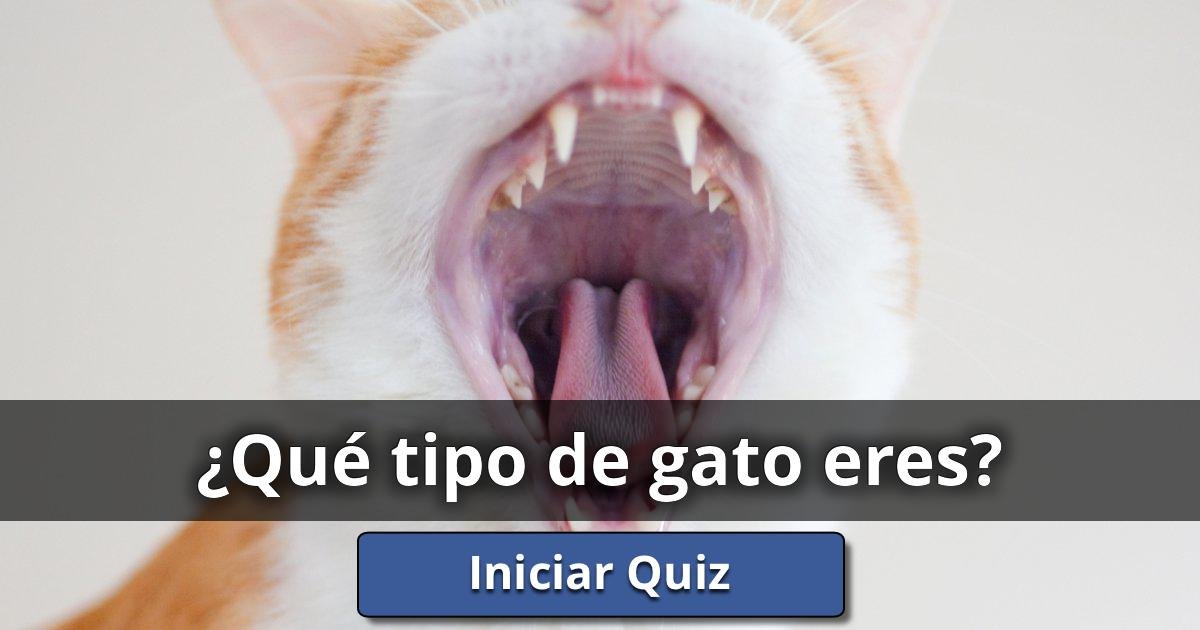 Como Saber Que Eres Un Therian De Gato En Español