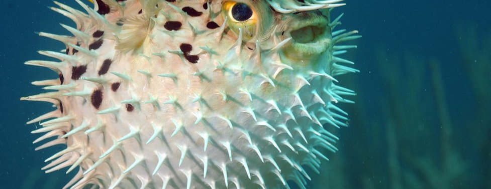 What kind of ocean animal are you?