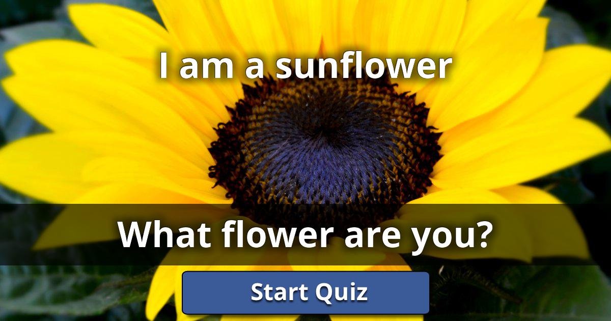 I am a sunflower What Flower Are You? Lusorlab Quizzes