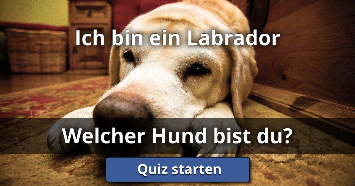Ich bin ein Labrador Welcher Hund Bist Du? Lusorlab Quizzes