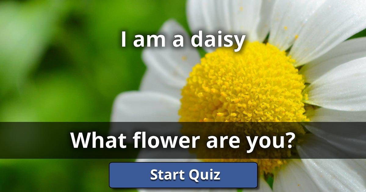 I am a daisy What Flower Are You? Lusorlab Quizzes