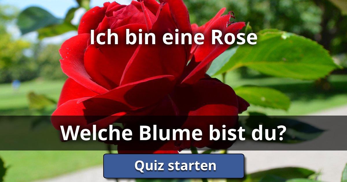 Ich bin eine Rose - Welche Blume Bist Du? | Lusorlab Quizzes