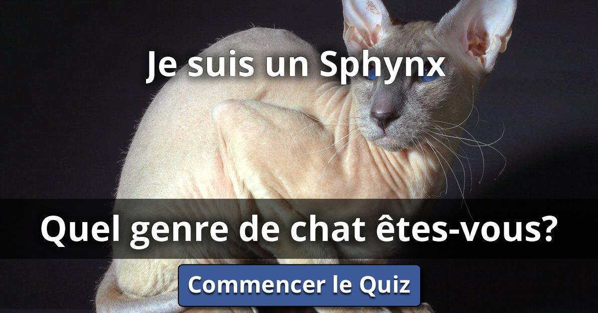 quel est le caractère du chat sphynx