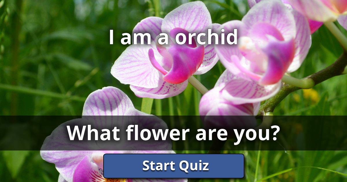 I am a orchid - What Flower Are You? | Lusorlab Quizzes