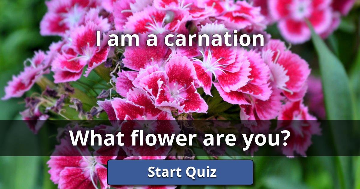 I am a carnation What Flower Are You? Lusorlab Quizzes