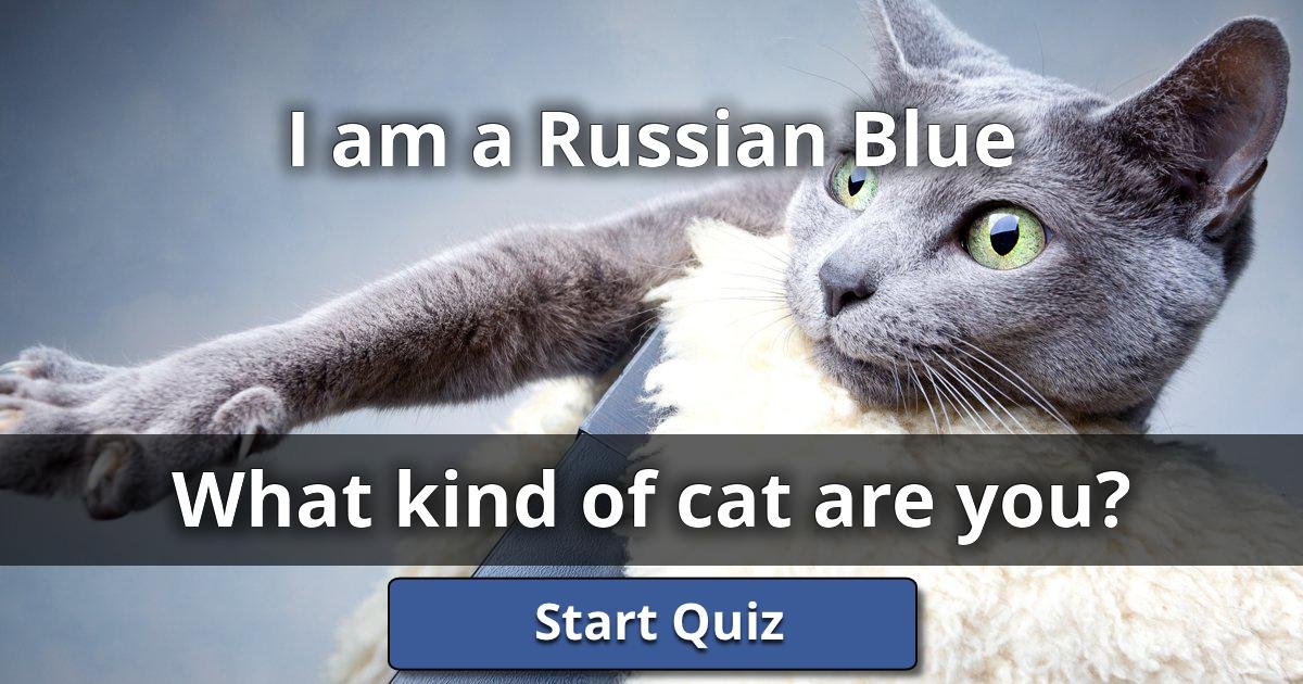I am a Russian Blue What Kind Of Cat Are You? Lusorlab Quizzes