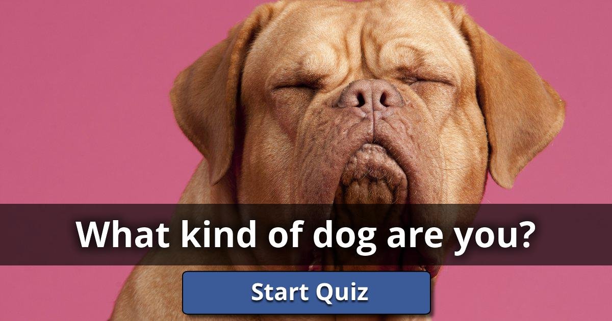 what-kind-of-dog-would-you-be-what-kind-of-dog-kinds-of-dogs-fun-quiz