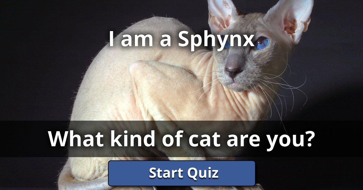 I am a Sphynx What Kind Of Cat Are You? Lusorlab Quizzes