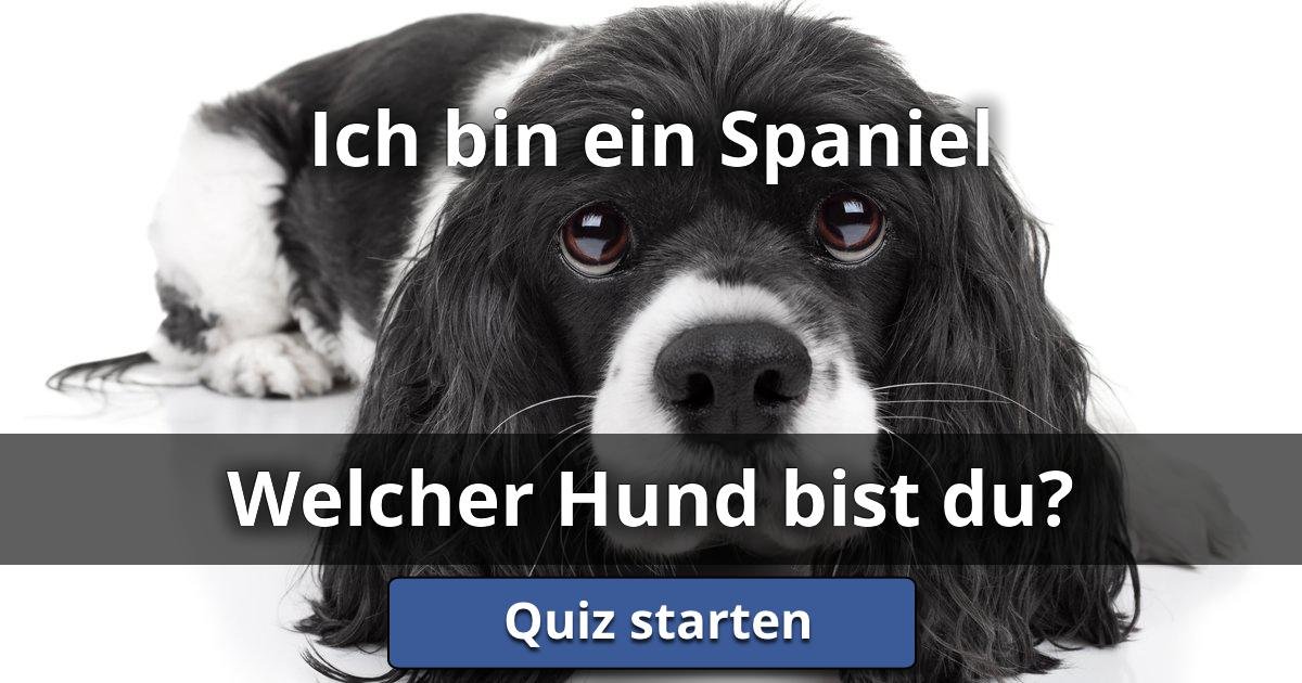 Ich bin ein Spaniel Welcher Hund Bist Du? Lusorlab Quizzes