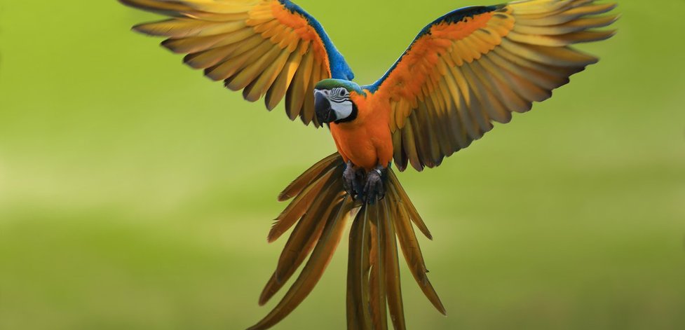 Du bist ein Vogel