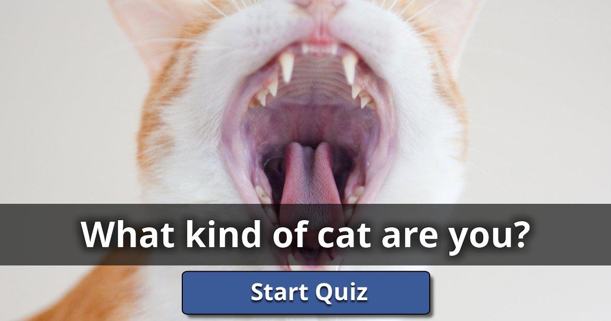 What Kind Of Cat Are You? Lusorlab Quizzes