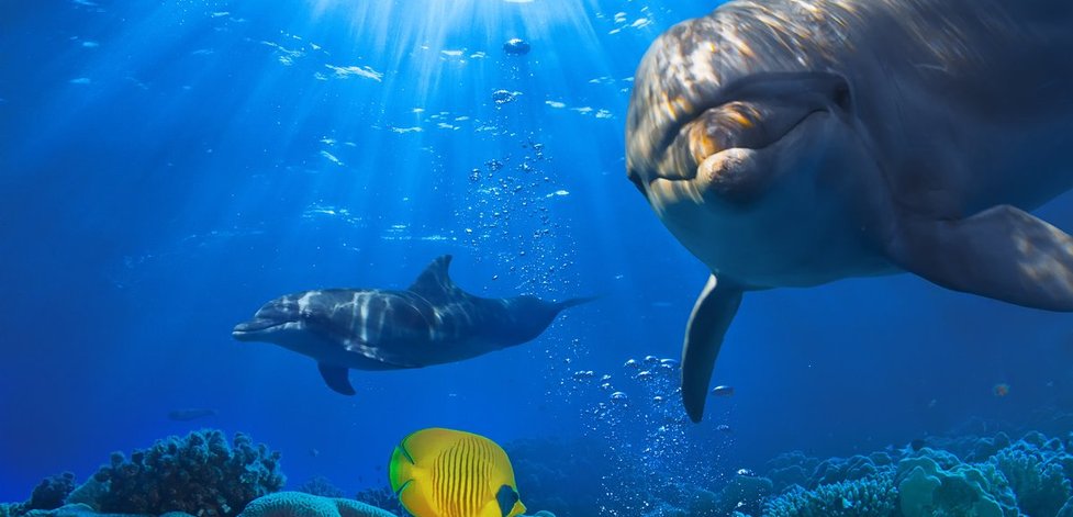 Du bist ein Delfin