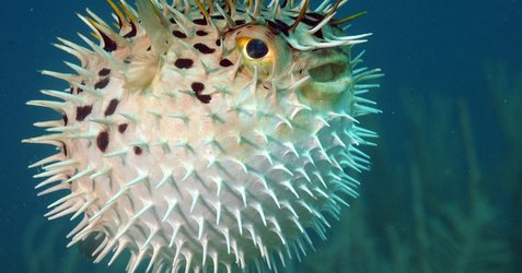 What kind of ocean animal are you?