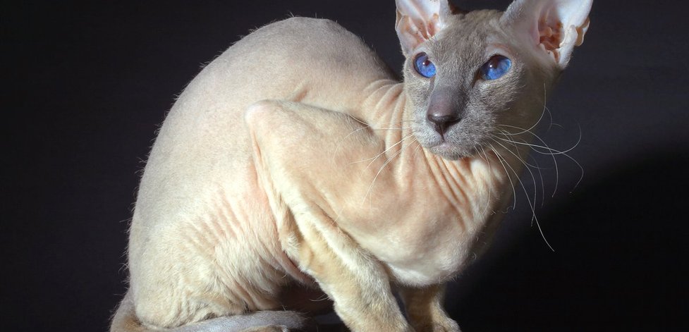 Sphynx Katze